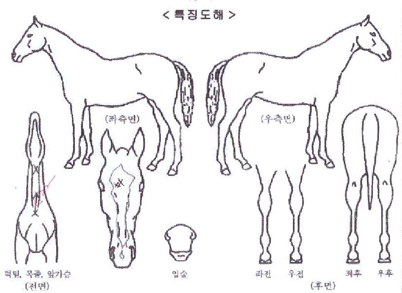 ¿Ã´õº£½ºÆ®ÀÇ Ãø¸é,¿ì¸é,µÞ¸é,µÎ»ó,´Ù¸®ÀÇ Æ¯Â¡µµÇØ