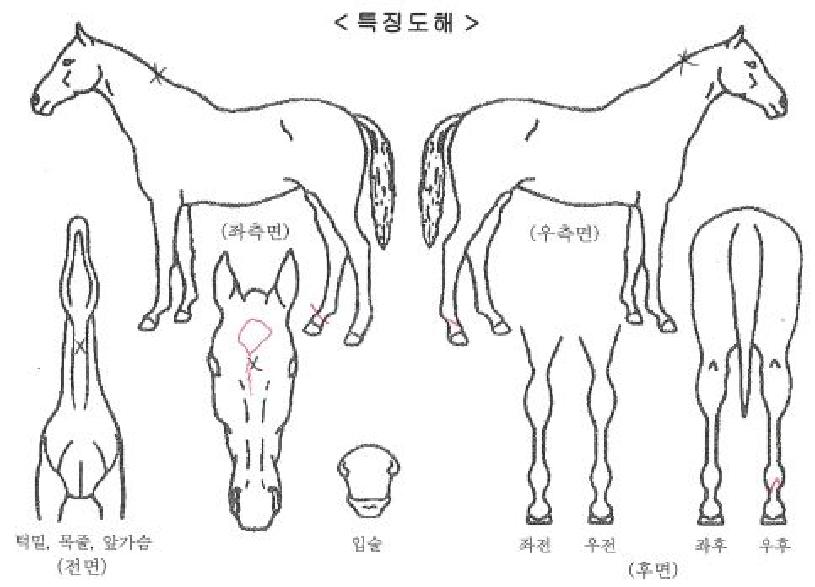 ����Ǻ��� ����,���,�޸�,�λ�,�ٸ��� Ư¡����