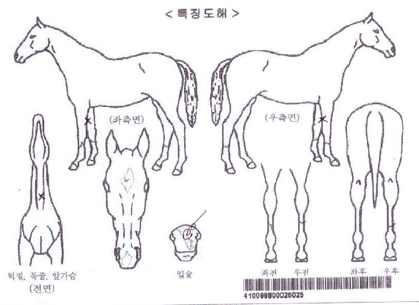 ÅÚÇ÷¹ÀÌÀÇ Ãø¸é,¿ì¸é,µÞ¸é,µÎ»ó,´Ù¸®ÀÇ Æ¯Â¡µµÇØ