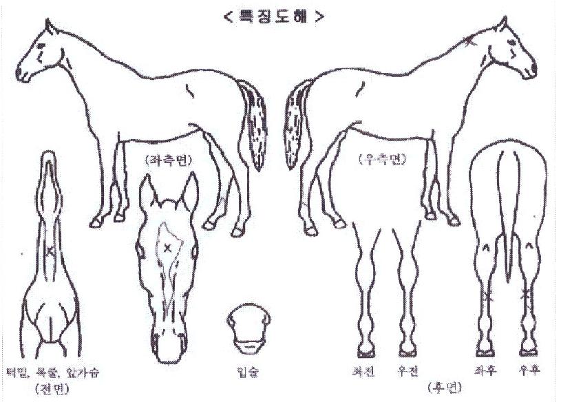 µ¿³²¼®¼¼½ºÀÇ Ãø¸é,¿ì¸é,µÞ¸é,µÎ»ó,´Ù¸®ÀÇ Æ¯Â¡µµÇØ
