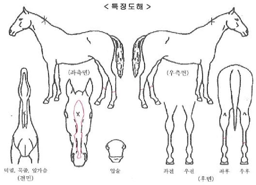 �������� ����,���,�޸�,�λ�,�ٸ��� Ư¡����