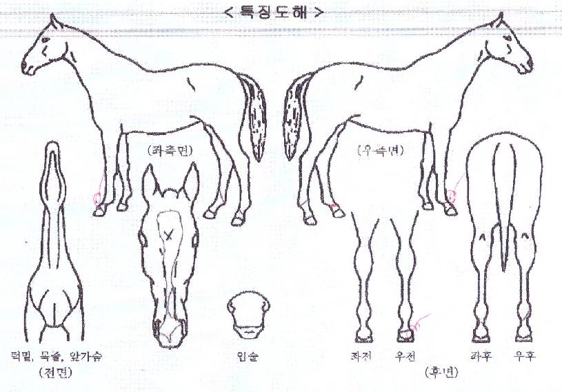 ´ëÁöÀÓÆÑÆ®ÀÇ Ãø¸é,¿ì¸é,µÞ¸é,µÎ»ó,´Ù¸®ÀÇ Æ¯Â¡µµÇØ