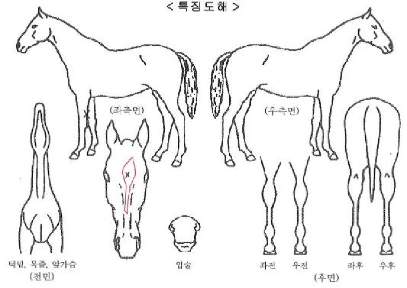 �ݼ��� ����,���,�޸�,�λ�,�ٸ��� Ư¡����