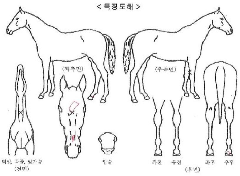 ���ɿ��ε��� ����,���,�޸�,�λ�,�ٸ��� Ư¡����