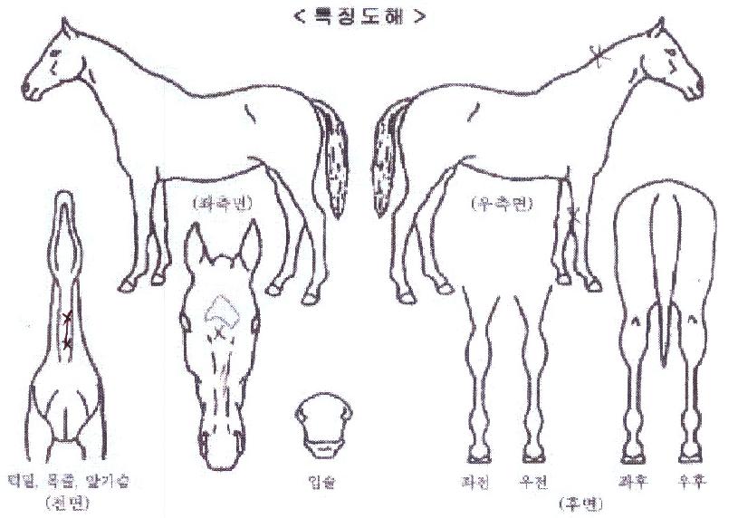 ¸¶ÇÏ´ë½ÃÀÇ Ãø¸é,¿ì¸é,µÞ¸é,µÎ»ó,´Ù¸®ÀÇ Æ¯Â¡µµÇØ