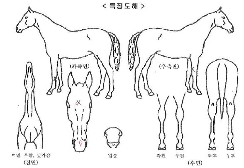 �긮������ ����,���,�޸�,�λ�,�ٸ��� Ư¡����