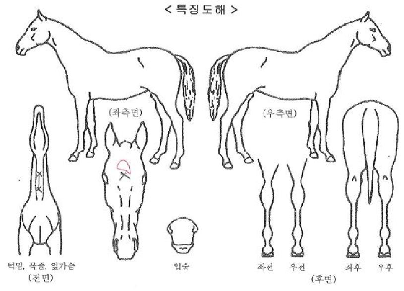 �þ�ٿ����̰����ڸ��� ����,���,�޸�,�λ�,�ٸ��� Ư¡����