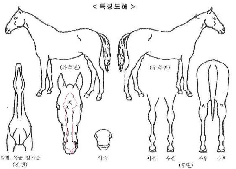 ���߹��ڸ��� ����,���,�޸�,�λ�,�ٸ��� Ư¡����