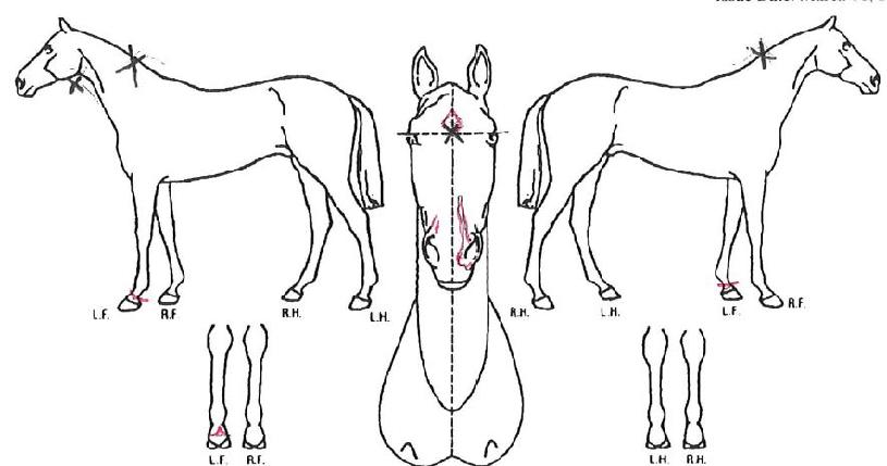 ����Ʈ���� ����,���,�޸�,�λ�,�ٸ��� Ư¡����