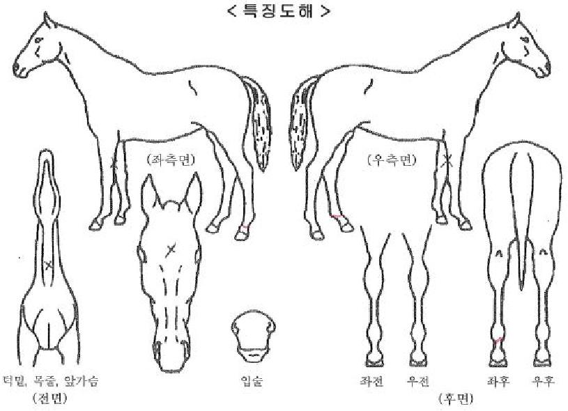 ��¿����ڸ��� ����,���,�޸�,�λ�,�ٸ��� Ư¡����