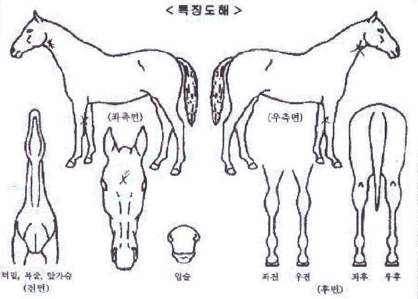 ��������� ����,���,�޸�,�λ�,�ٸ��� Ư¡����