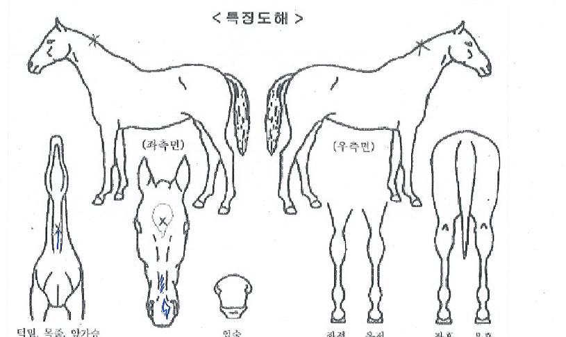 ½ºÅèüÀ̼ÀÇ Ãø¸é,¿ì¸é,µÞ¸é,µÎ»ó,´Ù¸®ÀÇ Æ¯Â¡µµÇØ