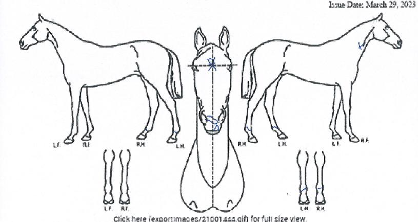 �������̾��� ����,���,�޸�,�λ�,�ٸ��� Ư¡����