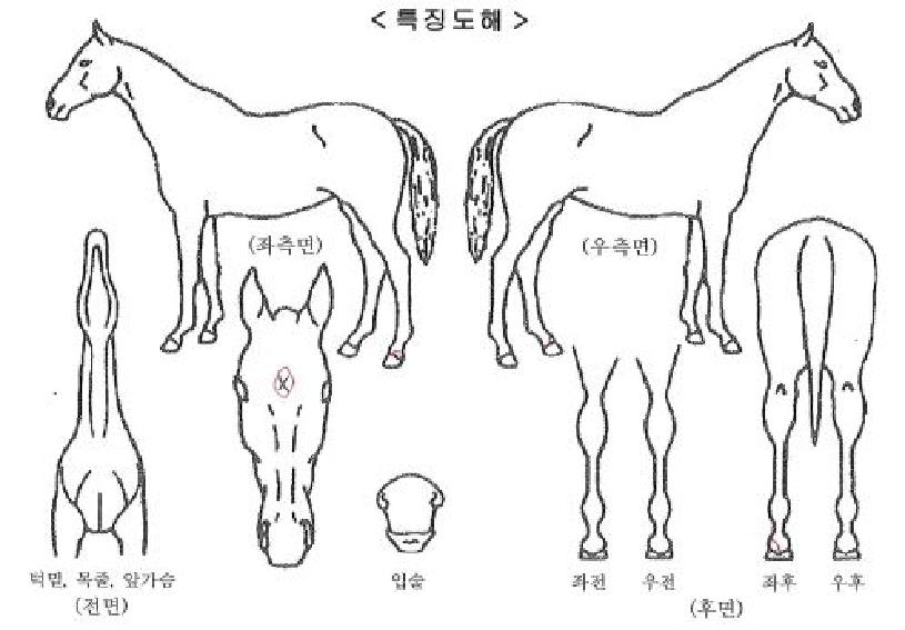 ����Ʈ��Ʈ�����ڸ��� ����,���,�޸�,�λ�,�ٸ��� Ư¡����