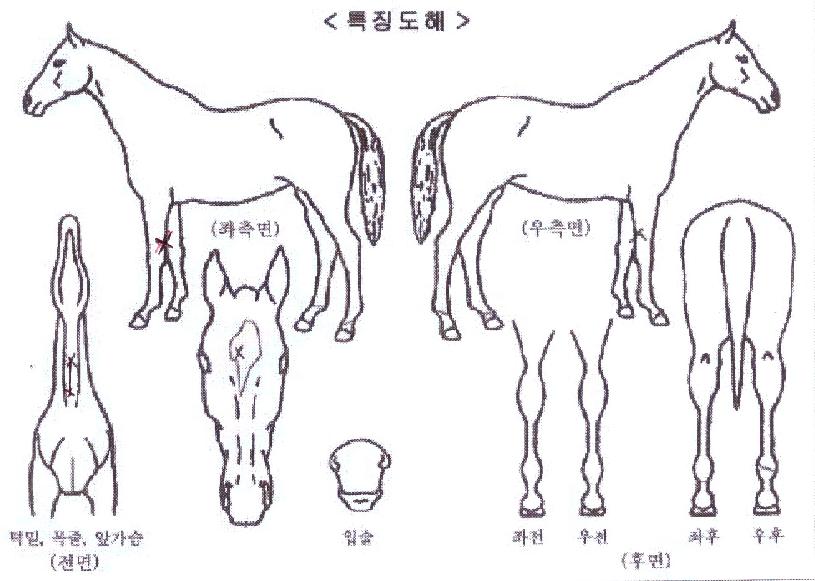»þÀ̴׿øÀÇ Ãø¸é,¿ì¸é,µÞ¸é,µÎ»ó,´Ù¸®ÀÇ Æ¯Â¡µµÇØ