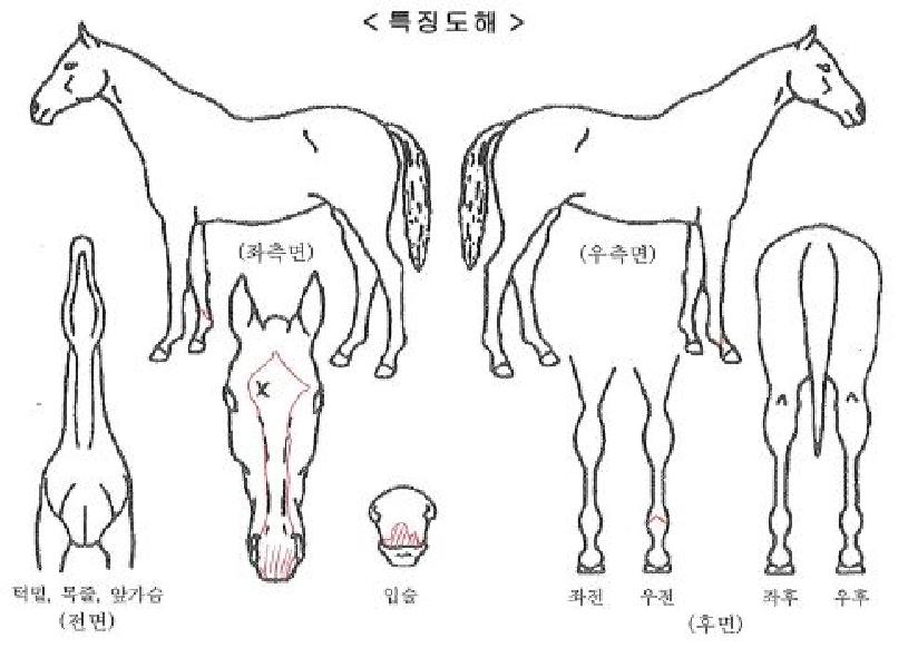 ��ٶ��ڸ��� ����,���,�޸�,�λ�,�ٸ��� Ư¡����