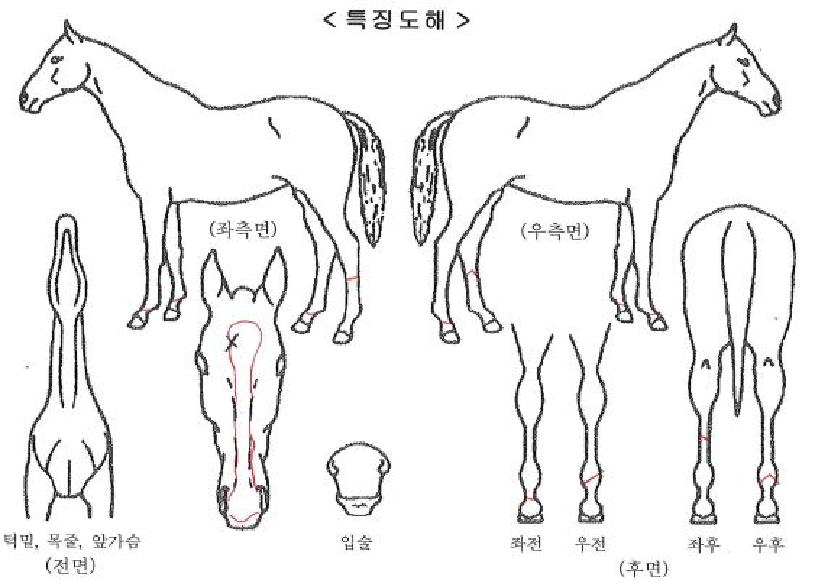 �ȼųθ�Ƽ�ڸ��� ����,���,�޸�,�λ�,�ٸ��� Ư¡����