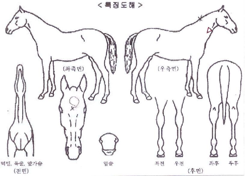 �����Ű���� ����,���,�޸�,�λ�,�ٸ��� Ư¡����