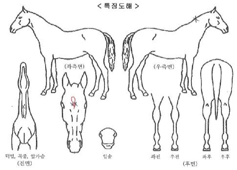 Ȧ�������� ����,���,�޸�,�λ�,�ٸ��� Ư¡����