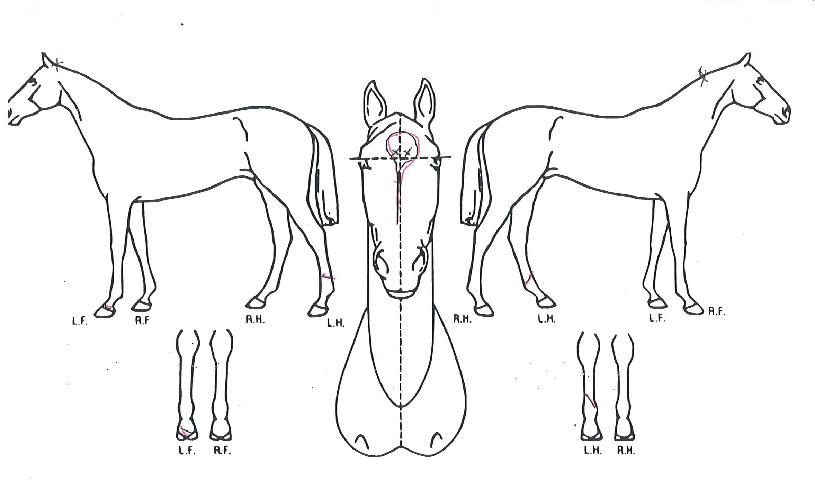 �Ŀ����̿��� ����,���,�޸�,�λ�,�ٸ��� Ư¡����