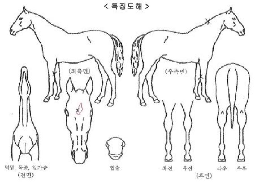 ÄÉ·¯ºñ¾ð½ºÅèÀÇ Ãø¸é,¿ì¸é,µÞ¸é,µÎ»ó,´Ù¸®ÀÇ Æ¯Â¡µµÇØ