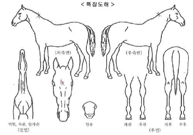 Å·ºí·¢ÀÇ Ãø¸é,¿ì¸é,µÞ¸é,µÎ»ó,´Ù¸®ÀÇ Æ¯Â¡µµÇØ