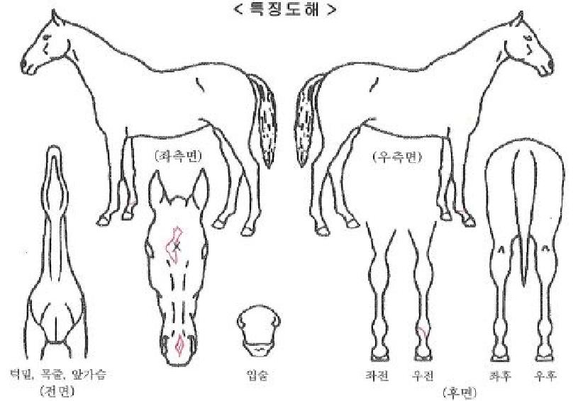 ¸Þ´Ï¹ÂÁ÷ÀÚ¸¶ÀÇ Ãø¸é,¿ì¸é,µÞ¸é,µÎ»ó,´Ù¸®ÀÇ Æ¯Â¡µµÇØ