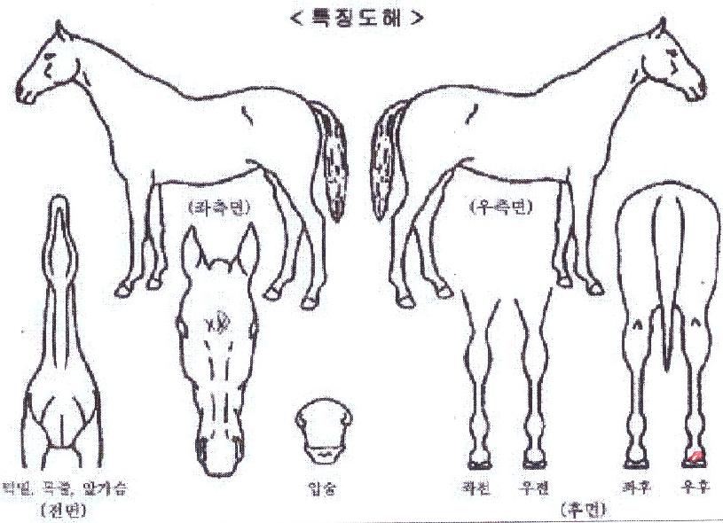 ¼º½ÇÁ¦ÀÏÀÇ Ãø¸é,¿ì¸é,µÞ¸é,µÎ»ó,´Ù¸®ÀÇ Æ¯Â¡µµÇØ