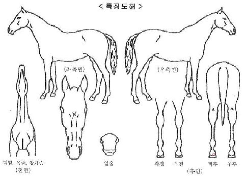 ����������Ʈ�� ����,���,�޸�,�λ�,�ٸ��� Ư¡����