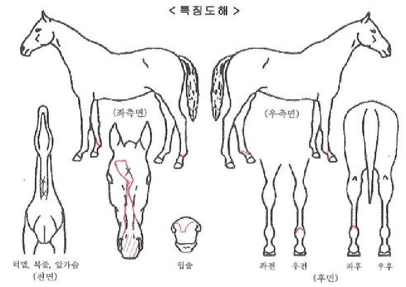 �����ǽſ��� ����,���,�޸�,�λ�,�ٸ��� Ư¡����