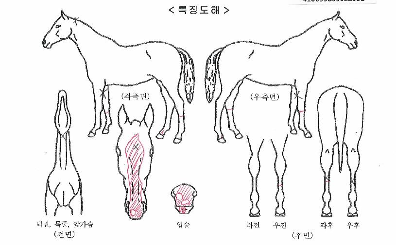 ÇìÀϷιöµåÀÚ¸¶ÀÇ Ãø¸é,¿ì¸é,µÞ¸é,µÎ»ó,´Ù¸®ÀÇ Æ¯Â¡µµÇØ