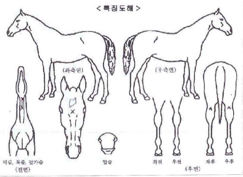 Ž������������ ����,���,�޸�,�λ�,�ٸ��� Ư¡����