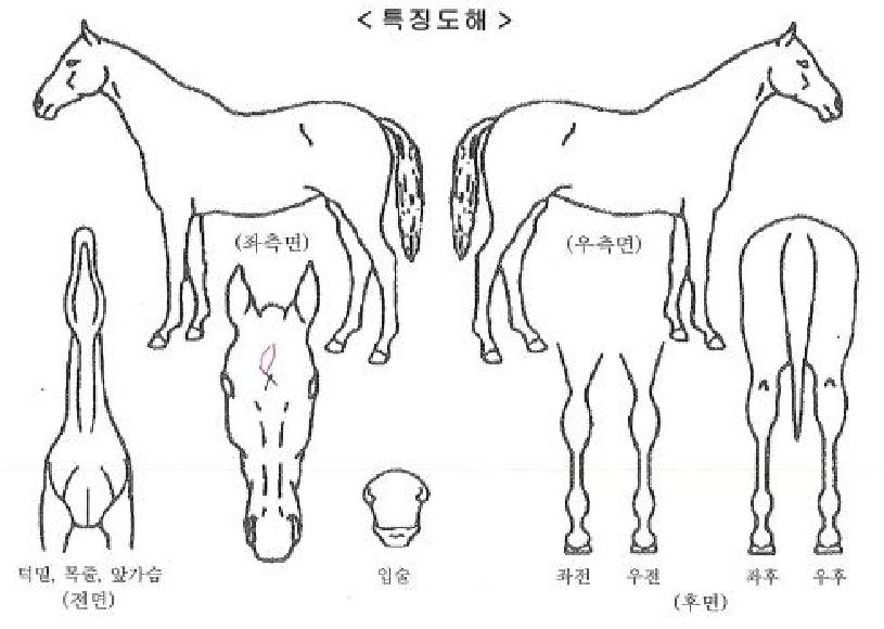 ����ƾ���ο��� ����,���,�޸�,�λ�,�ٸ��� Ư¡����