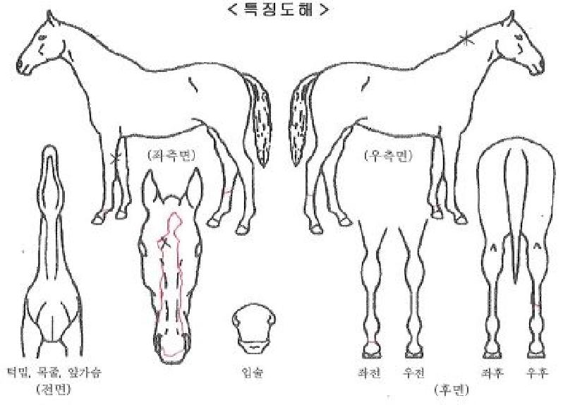 ¸Þ´Ï½º¸¶Æ®ÀÚ¸¶ÀÇ Ãø¸é,¿ì¸é,µÞ¸é,µÎ»ó,´Ù¸®ÀÇ Æ¯Â¡µµÇØ