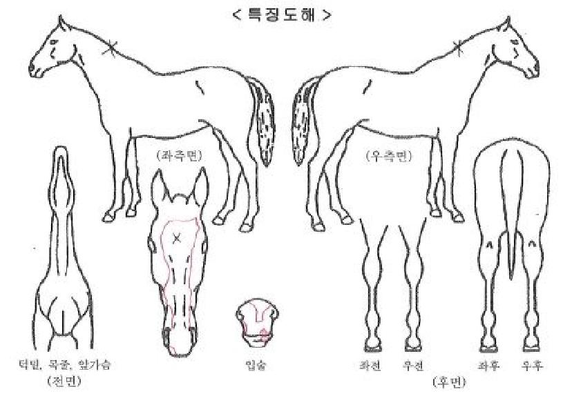 ŷȦ�������� ����,���,�޸�,�λ�,�ٸ��� Ư¡����