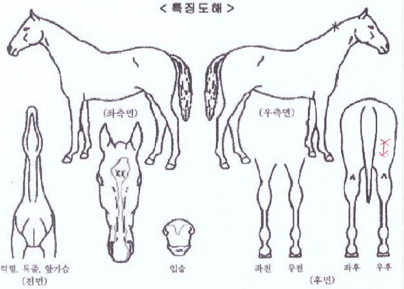 ������������ ����,���,�޸�,�λ�,�ٸ��� Ư¡����