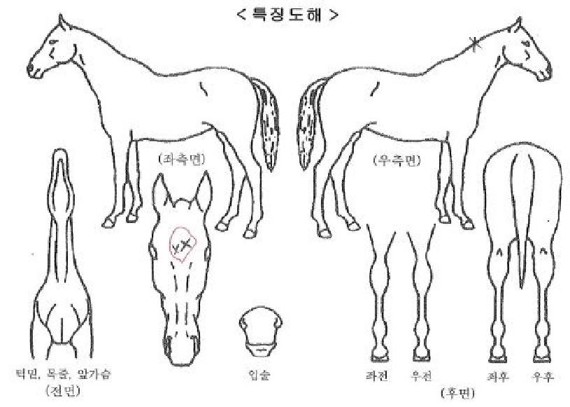 ½º¸¶Æ®ºñÁøÀÚ¸¶ÀÇ Ãø¸é,¿ì¸é,µÞ¸é,µÎ»ó,´Ù¸®ÀÇ Æ¯Â¡µµÇØ