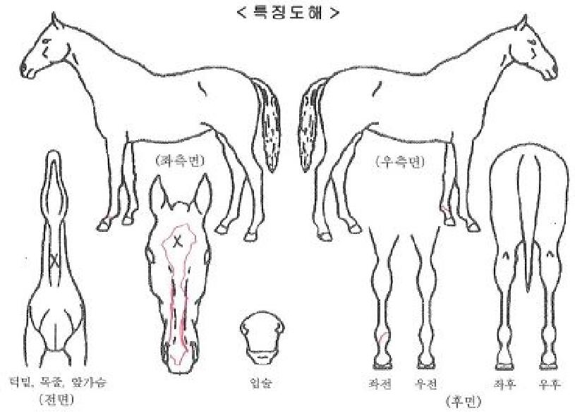 �ϸ�������ڸ��� ����,���,�޸�,�λ�,�ٸ��� Ư¡����