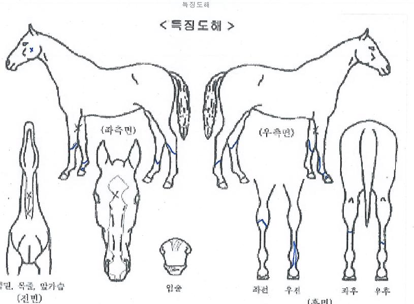°Å¼¾ÆÝÄ¡ÀÇ Ãø¸é,¿ì¸é,µÞ¸é,µÎ»ó,´Ù¸®ÀÇ Æ¯Â¡µµÇØ