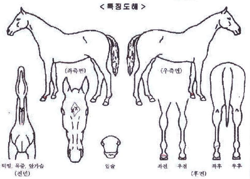 ·ÎµåÆÄÀÌÅÍÀÇ Ãø¸é,¿ì¸é,µÞ¸é,µÎ»ó,´Ù¸®ÀÇ Æ¯Â¡µµÇØ