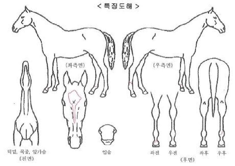 ť�ǵ巹�̵��ڸ��� ����,���,�޸�,�λ�,�ٸ��� Ư¡����