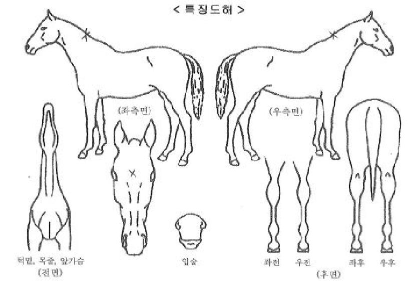 ¸ð¾îÄûŬ¸®ÀÇ Ãø¸é,¿ì¸é,µÞ¸é,µÎ»ó,´Ù¸®ÀÇ Æ¯Â¡µµÇØ