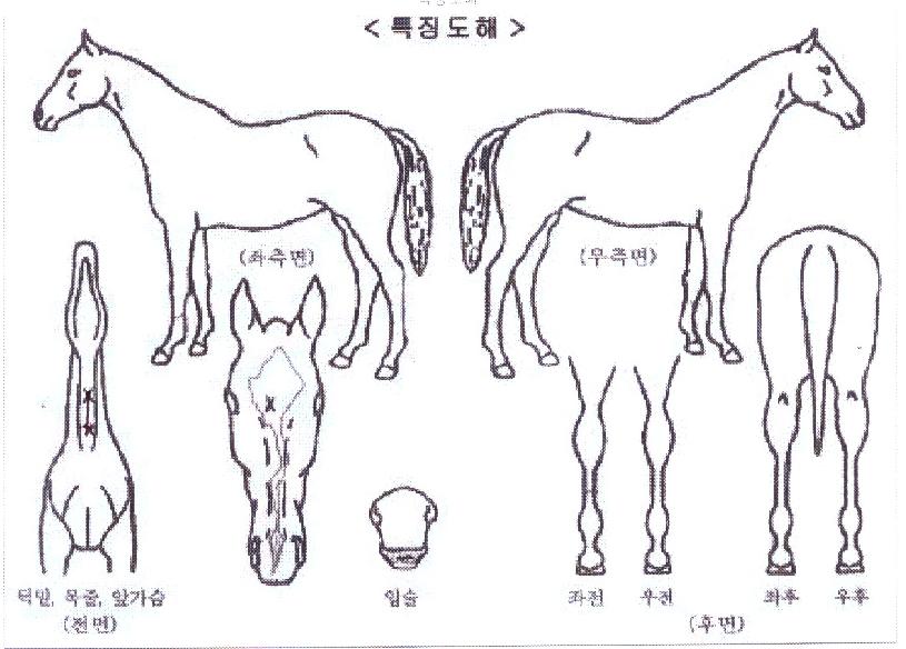 ����ū����� ����,���,�޸�,�λ�,�ٸ��� Ư¡����