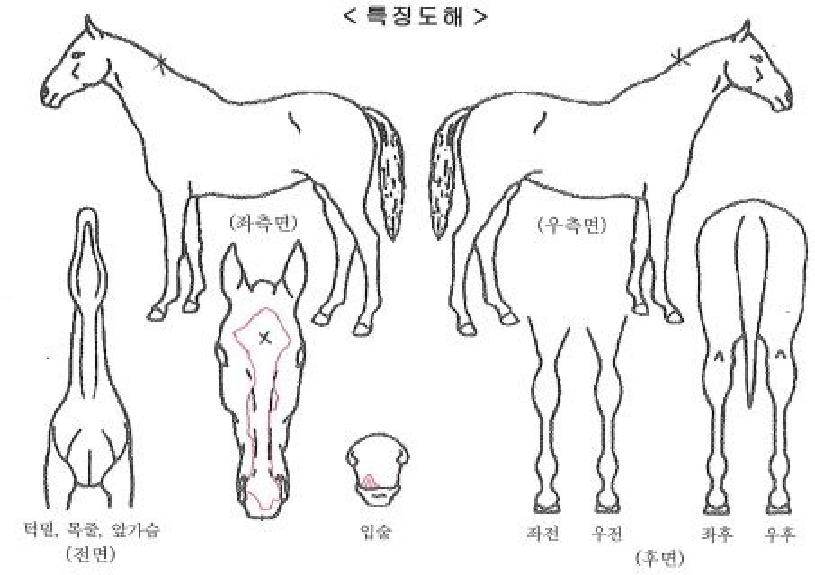 ��Ÿ������ ����,���,�޸�,�λ�,�ٸ��� Ư¡����