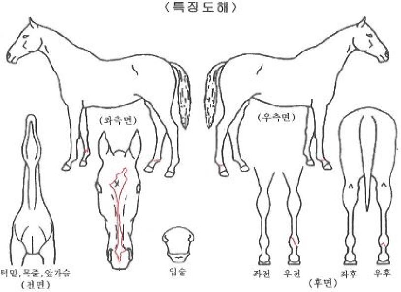 ÁöÁ¸ºÒÆÐÀÇ Ãø¸é,¿ì¸é,µÞ¸é,µÎ»ó,´Ù¸®ÀÇ Æ¯Â¡µµÇØ