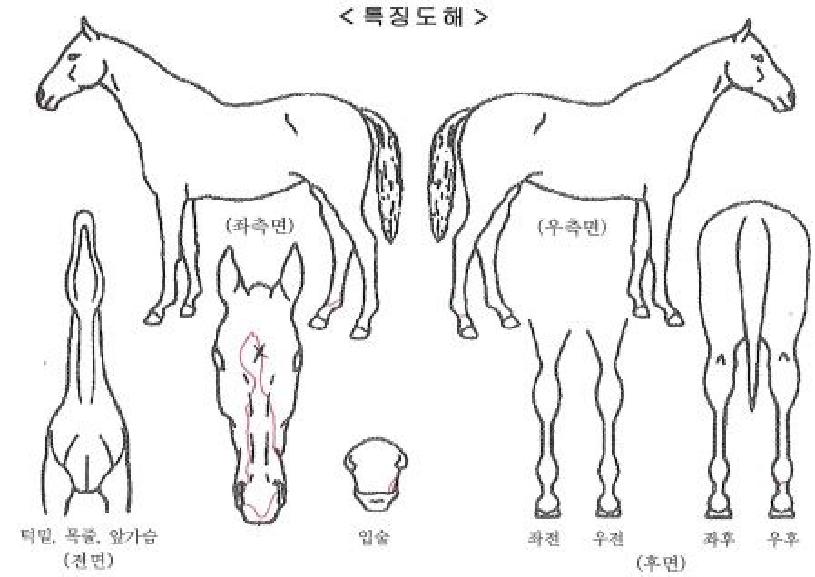 ½´ÆÛÅ©¶ó¿îÀÇ Ãø¸é,¿ì¸é,µÞ¸é,µÎ»ó,´Ù¸®ÀÇ Æ¯Â¡µµÇØ