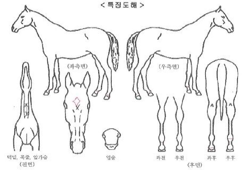 è���������� ����,���,�޸�,�λ�,�ٸ��� Ư¡����