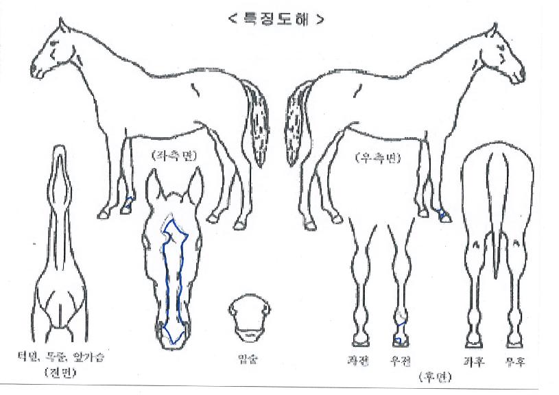 Ä«¿À½ºÀÇ Ãø¸é,¿ì¸é,µÞ¸é,µÎ»ó,´Ù¸®ÀÇ Æ¯Â¡µµÇØ