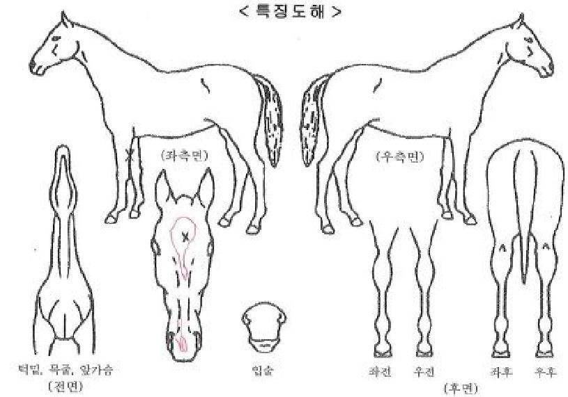 °íÆ®¿ì¸ÕÀÇ Ãø¸é,¿ì¸é,µÞ¸é,µÎ»ó,´Ù¸®ÀÇ Æ¯Â¡µµÇØ