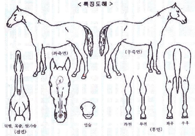ÇÏÀÌºäÆ¼ÀÇ Ãø¸é,¿ì¸é,µÞ¸é,µÎ»ó,´Ù¸®ÀÇ Æ¯Â¡µµÇØ